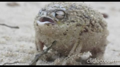 Desert Rain Frog: The Cutest Animal Ever