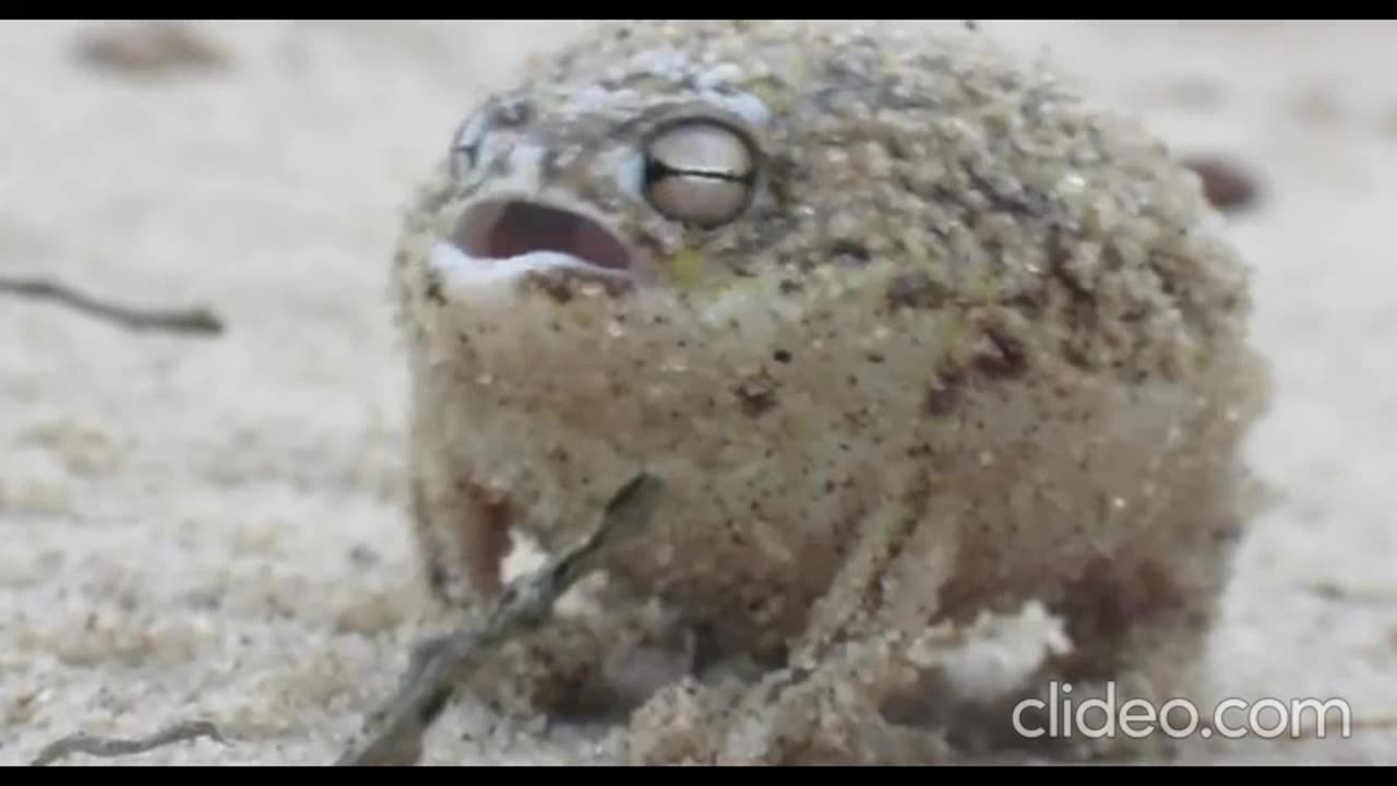 Desert Rain Frog: The Cutest Animal Ever