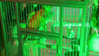 Trauma Healing for Parrots