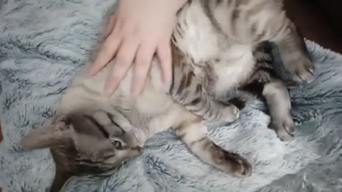 Relaxing Cat Lays Down, Rolls Over for Pets — Pure Kitty Bliss