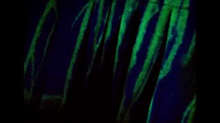 Circa Waves - Fossils