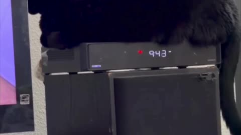 Cute Precious Piper Looks Warm and Cozy - My Adopted Shelter Cat Vlog. #shorts