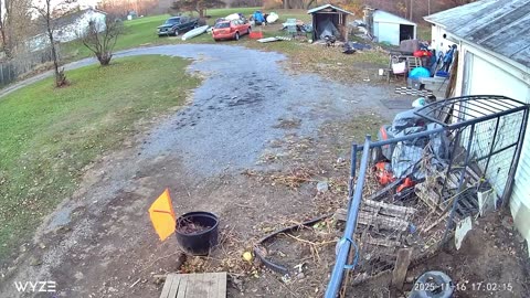 Huskys Try to Make Friends With a Deer