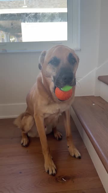 Double Tennis Balls!