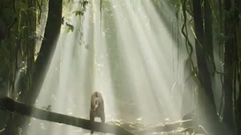 Rainforest Light Rescue