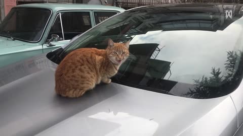 Friendly cat on the street of turkey #pet adventure