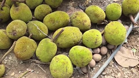 Marang Season in the Philippines 🇵🇭 | My All-Time Favorite Tropical Fruit