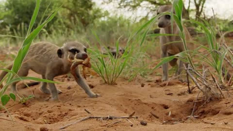Los animalitos de Andy - T01E20 - Hora de Comer