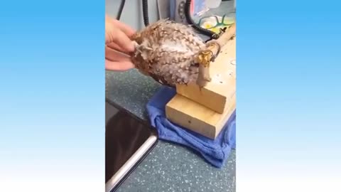 Funnyiest Cute Animals - Funny videos , try not to laugh 2025✨