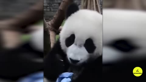 🐼Funny PANDA Video Compilation | 10 Mins of Panda Cuteness