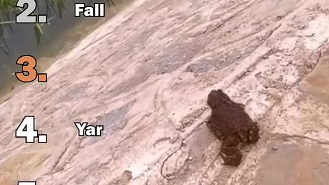 Best Frog Moments