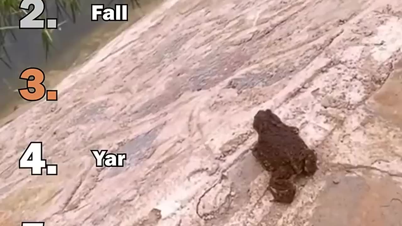 Best Frog Moments