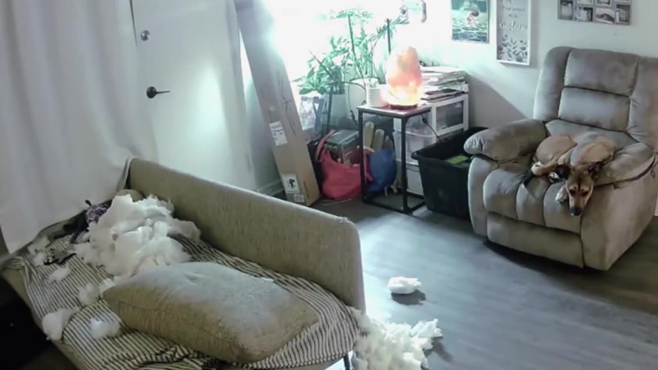 😂🐾 You Won't Believe What Nothing is Safe From! Funny Animal Chaos | FunFM