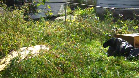 Pt2 of Dr Mike_s house, THE SHEA SHOW