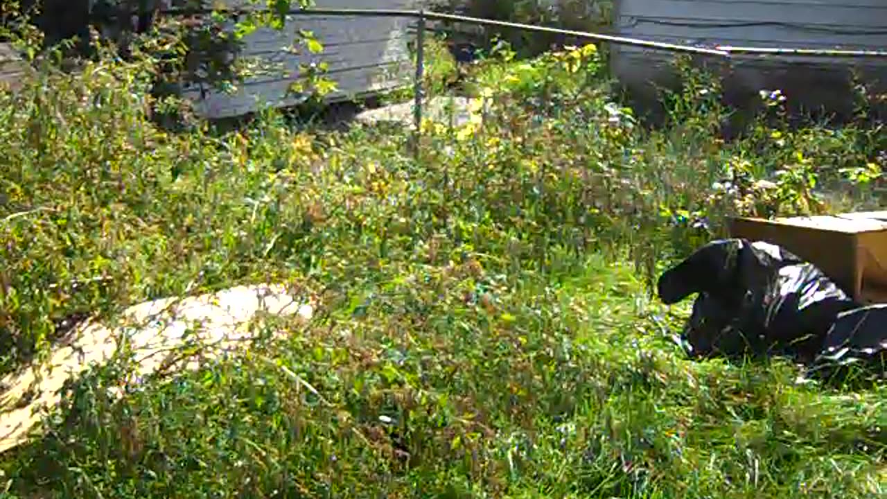 Pt2 of Dr Mike_s house, THE SHEA SHOW