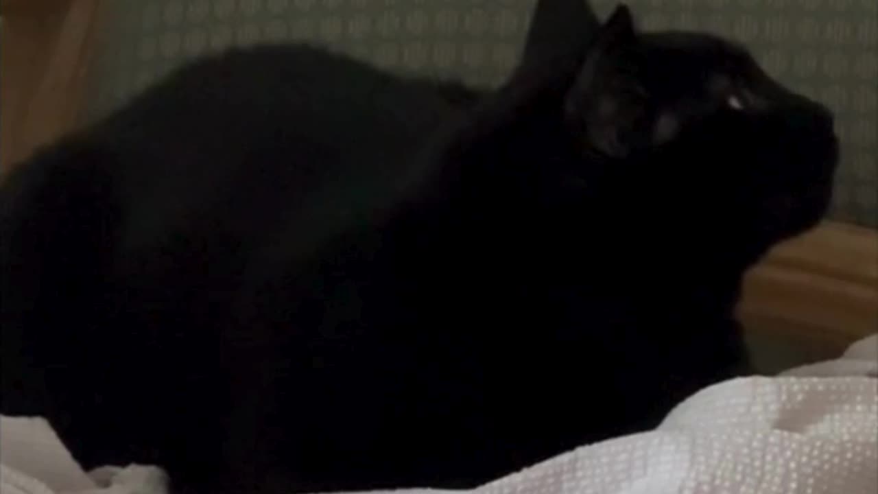 Cute Precious Piper Keeps Warm on Her Throne - Adopting a Cat from a Shelter Vlog #shorts