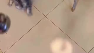 😂🐶 This Pet's Energy is CONTAGIOUS! | FunFM