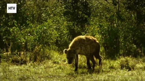 Life in Motion: The Jungle’s Hidden Pulse