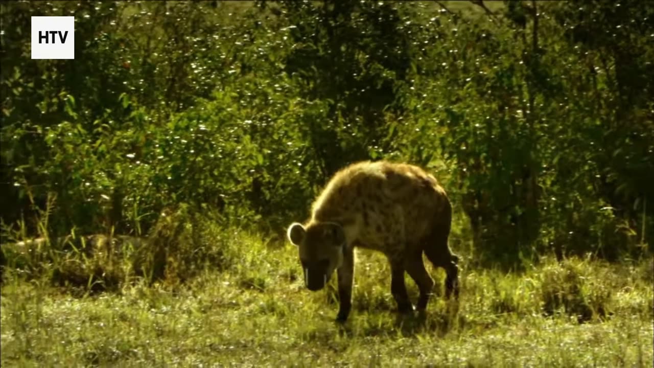 Life in Motion: The Jungle’s Hidden Pulse