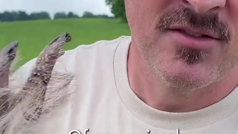 😮🧠 Armadillos Have The Largest Body To Penis Ratio! | FeedMyCuriosity