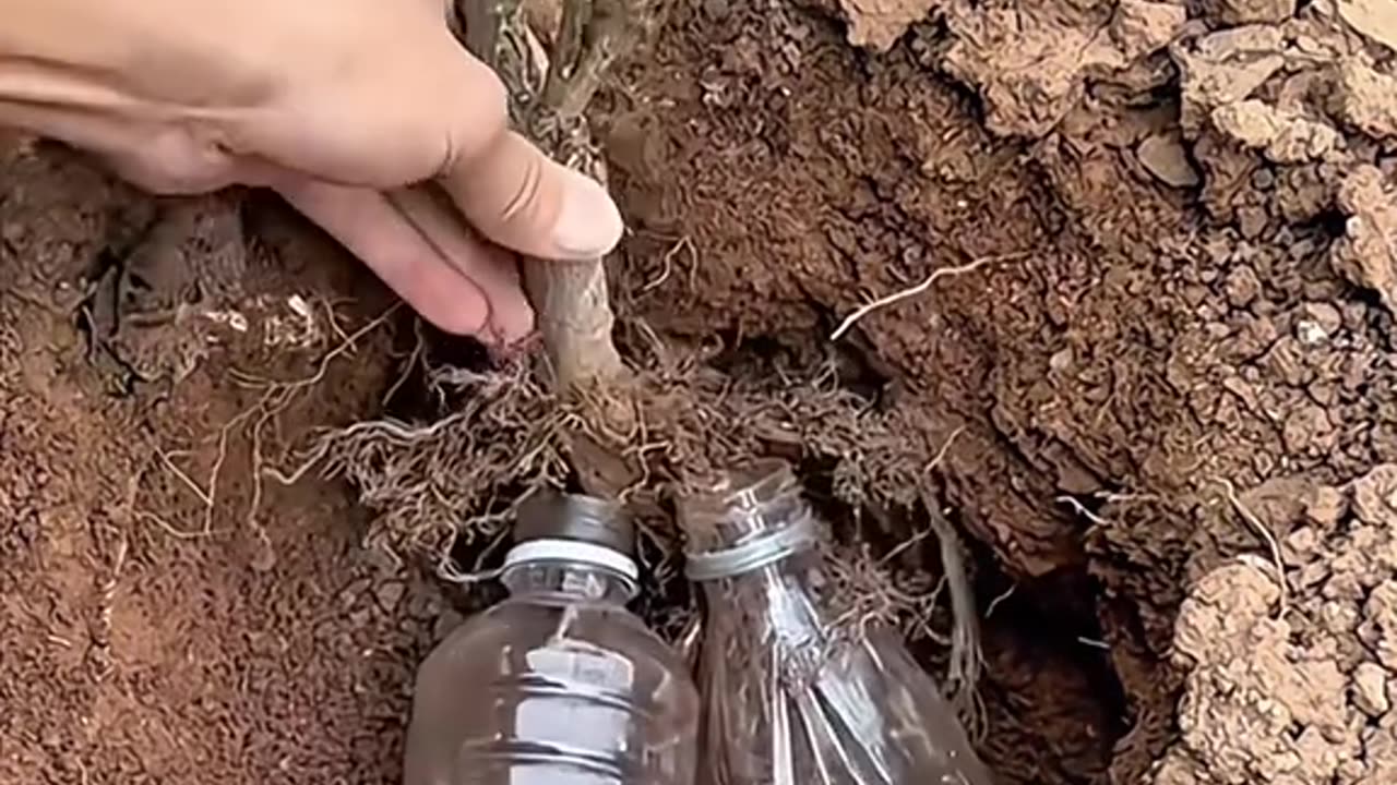 #foryou #trending #viral