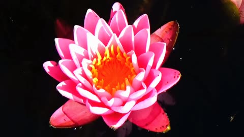 Water Lily