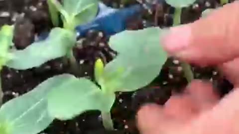 Grafting Watermelon on pumpkin seedlings....