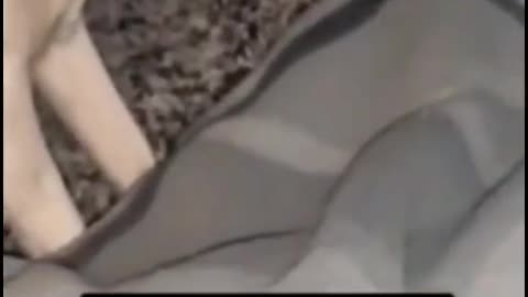 💀🐕 Skinwalker Possessed Dog Terrifies Everyone! Paranormal Horror | TheHauntingHour