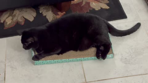 Cute Precious Piper Sprawls Out On Her Tuffet - My Adopted Shelter Cat Vlog