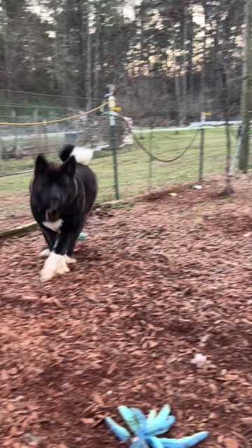 Betty wants to play. Who can keep up?