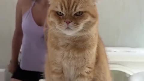 I Understand Kitty
