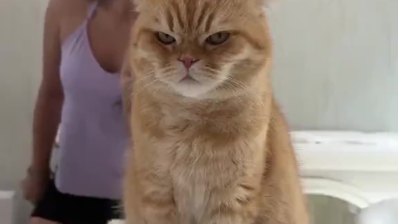 I Understand Kitty