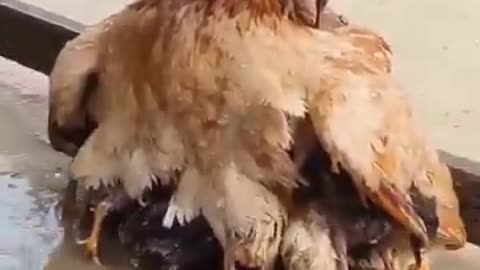 mommy protecting her babies from the rain.. 🐥