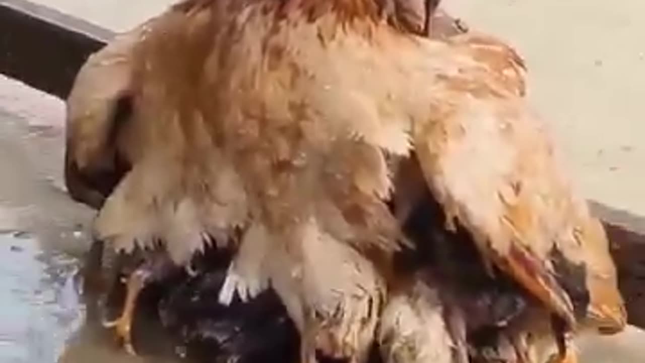 mommy protecting her babies from the rain.. 🐥