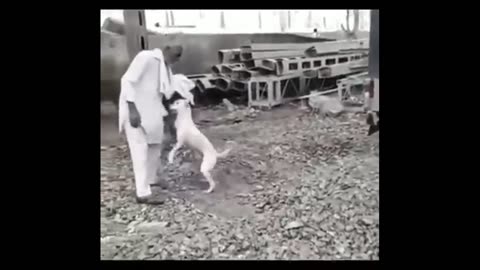 I"ve never seena cheeky dog!