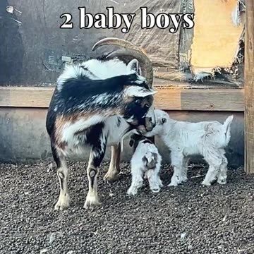 Rosie had 2 baby boys