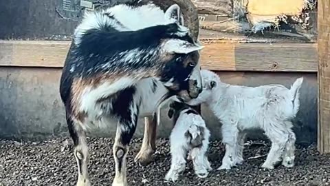 Rosie had 2 baby boys