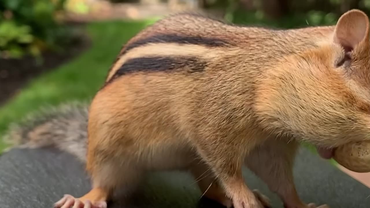 Chipmunk Stuffs Cheeks With Peanuts
