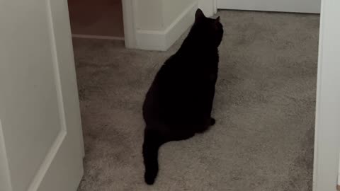 Cute Precious Piper Practices Multiple Letters - My Adopted Shelter Cat Vlog