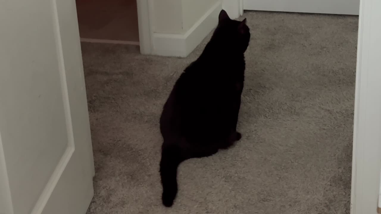 Cute Precious Piper Practices Multiple Letters - My Adopted Shelter Cat Vlog