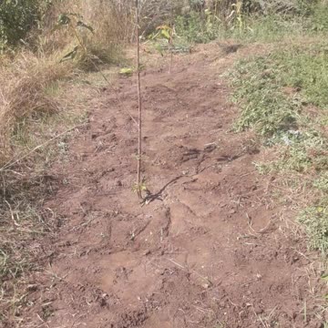 Garden bed for young trees