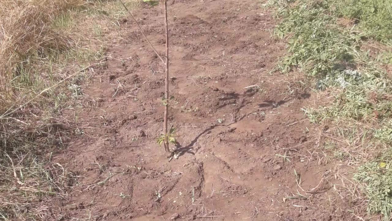 Garden bed for young trees