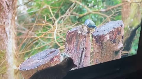 Cat tries to catch birds on the TV