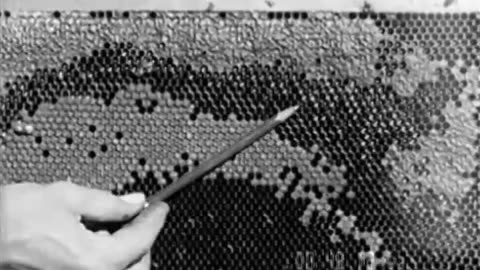 HONEY BEE,THE - HONEY BEE,THE - fc-fc-494