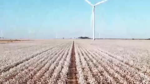 Empowering Cotton Farmers with Agrochemical Products Online