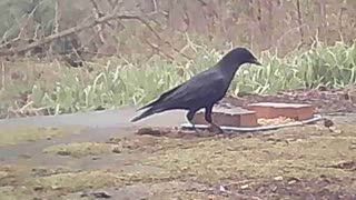 EA S180 - Jumping Crow