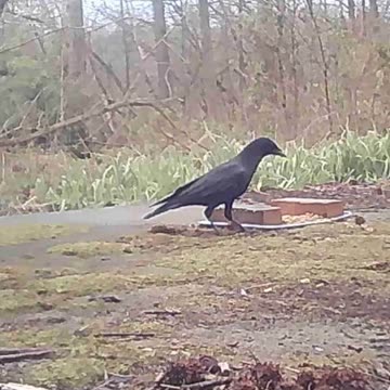 EA S180 - Jumping Crow