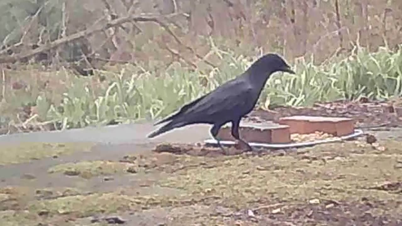 EA S180 - Jumping Crow