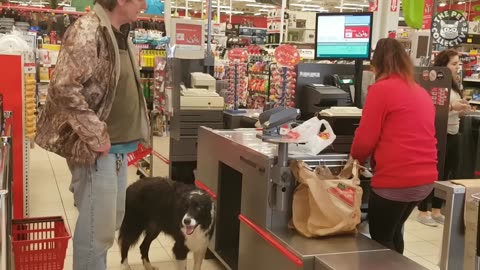 Incredible: Smart Dogs Compilation - Funny 😂