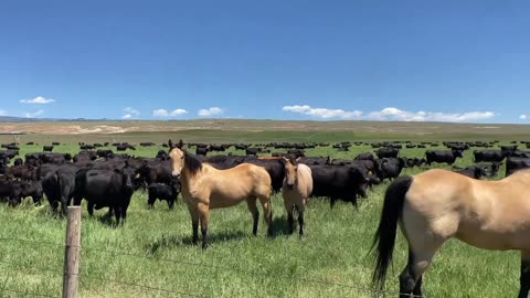 It's Beautiful out here, cartercountrymeats.com